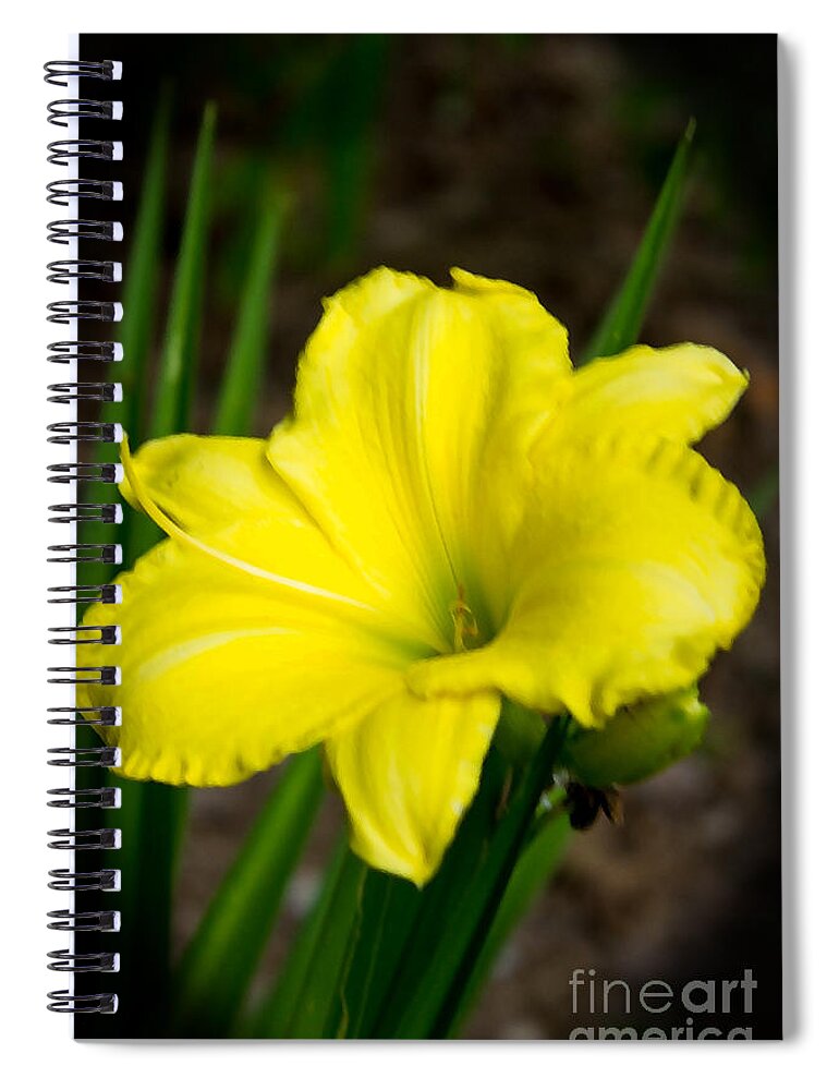 Sandra Clark Spiral Notebook featuring the photograph Lily of Joy by Sandra Clark