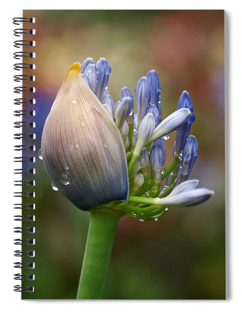 Lily Of The Nile Spiral Notebook featuring the photograph Lily of the Nile by Rona Black