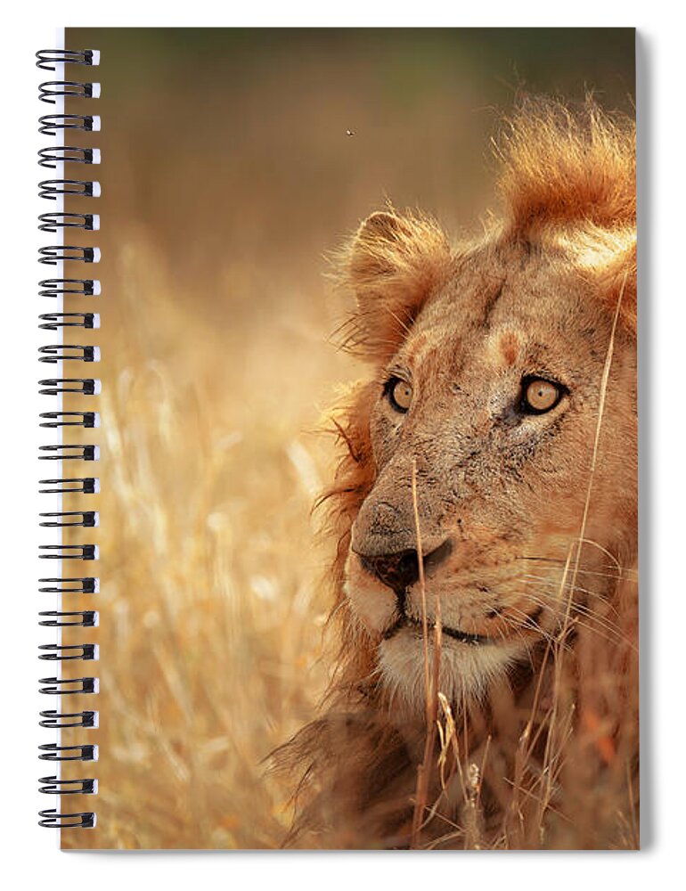 Lion Spiral Notebook featuring the photograph Lion in grass by Johan Swanepoel