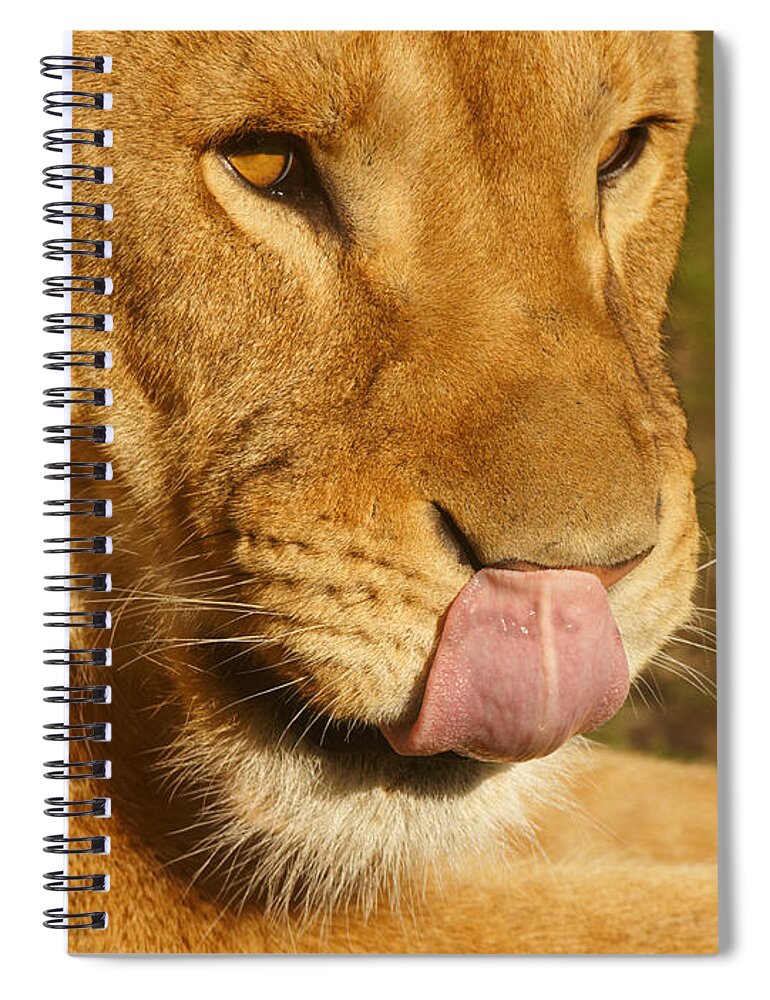 Close-up Spiral Notebook featuring the photograph Lion licking her nose by Nick Biemans
