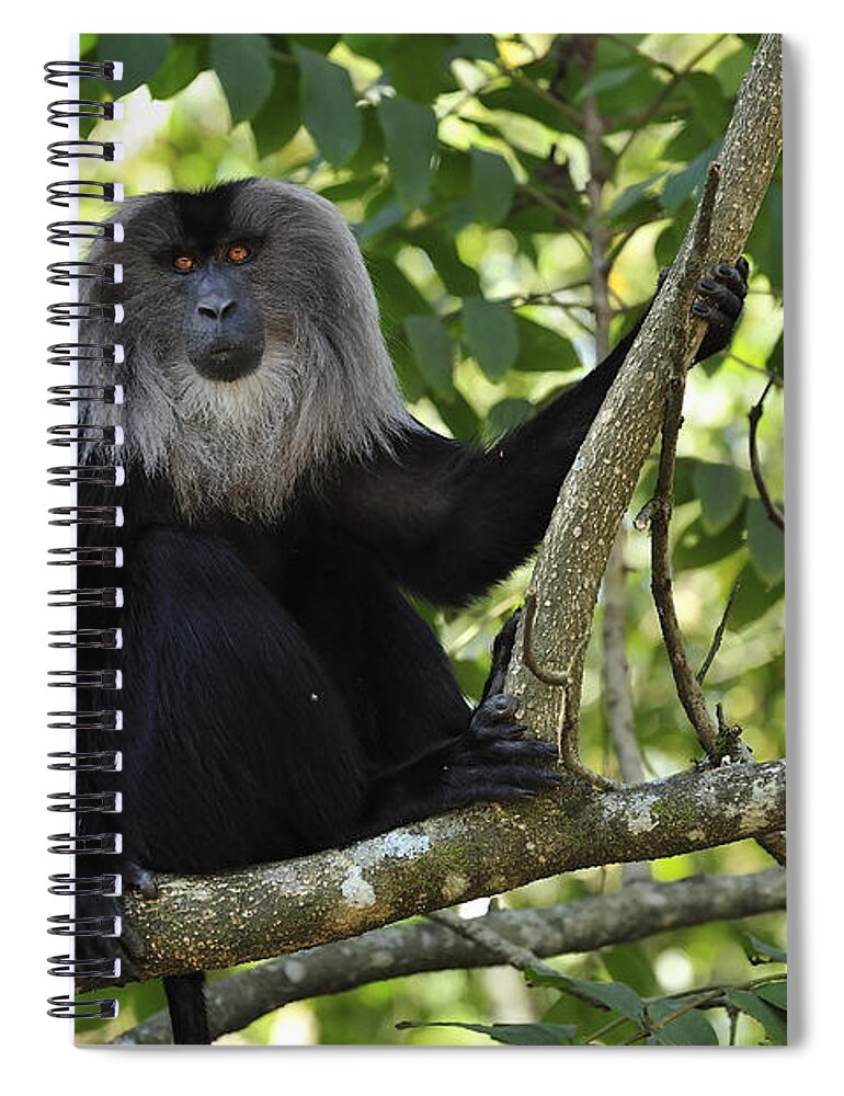 Thomas Marent Spiral Notebook featuring the photograph Lion-tailed Macaque In Tree India by Thomas Marent