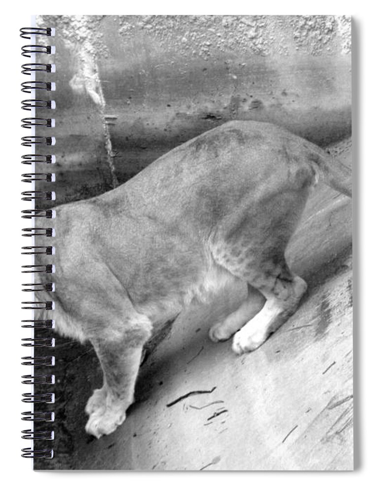Lion Spiral Notebook featuring the photograph Lioness Black and White by Joseph Baril