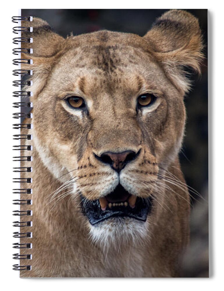 Lion Spiral Notebook featuring the photograph Lioness by David Rucker