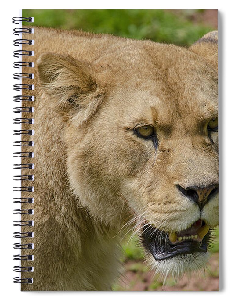 Lion Spiral Notebook featuring the photograph Lioness by Steev Stamford