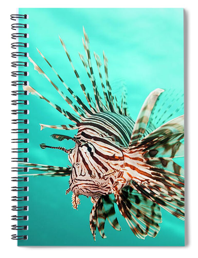 Underwater Spiral Notebook featuring the photograph Lionfish by Michele Westmorland