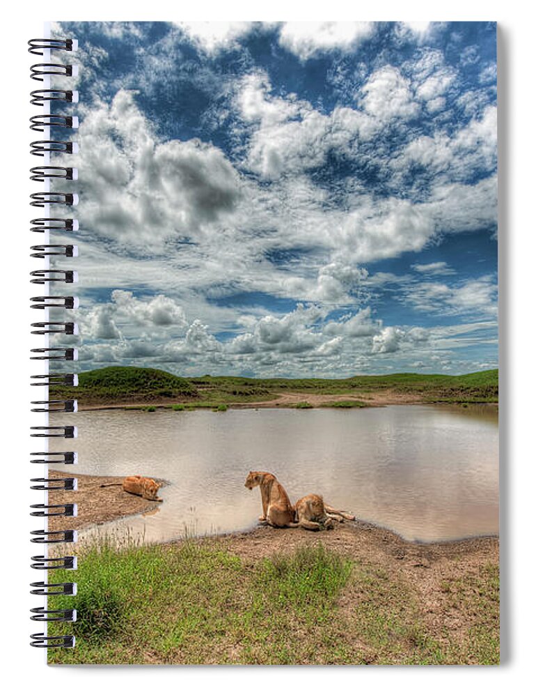 Grass Spiral Notebook featuring the photograph Lions At Serengeti by Photograph By Kyle Hammons