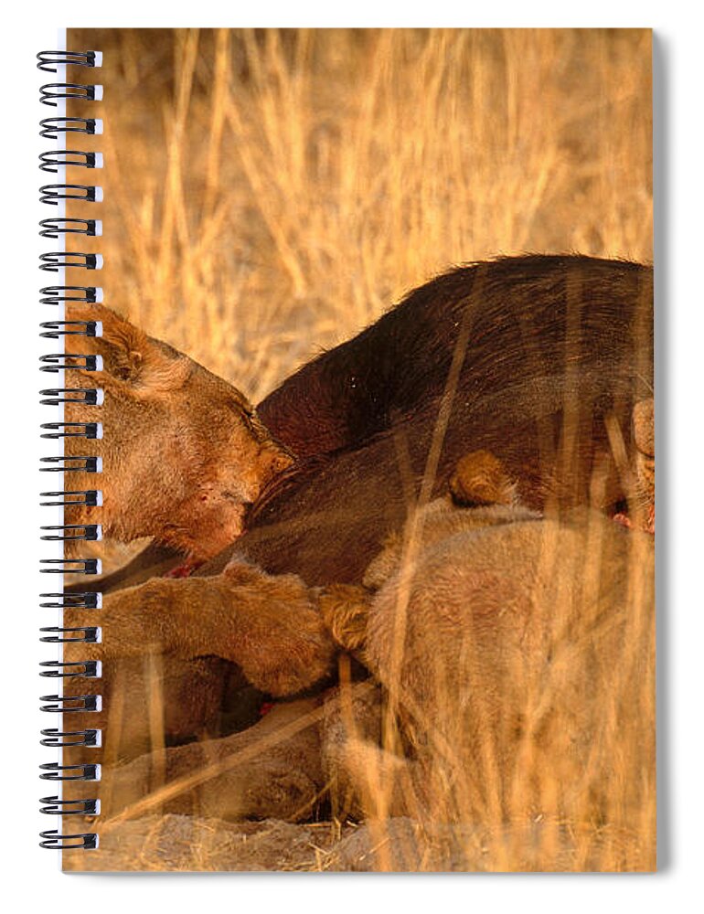 African Lion Spiral Notebook featuring the photograph Lions Eating Buffalo by Art Wolfe
