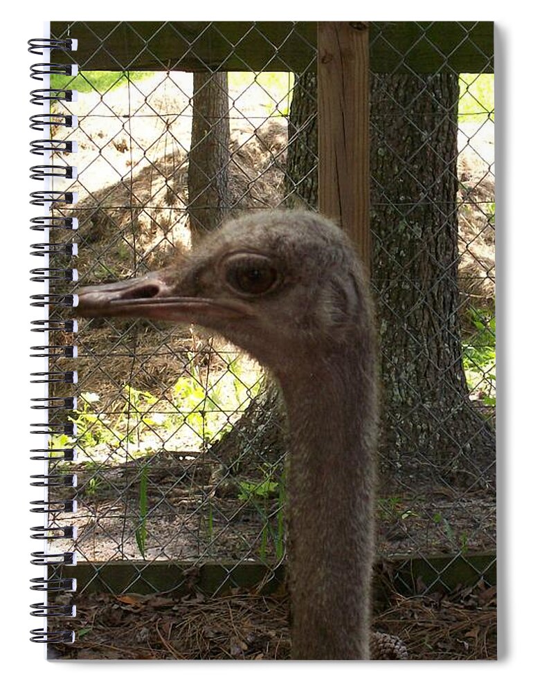 Female Ostrich Headshot While In Her Pen. Spiral Notebook featuring the photograph Little Bird by Belinda Lee
