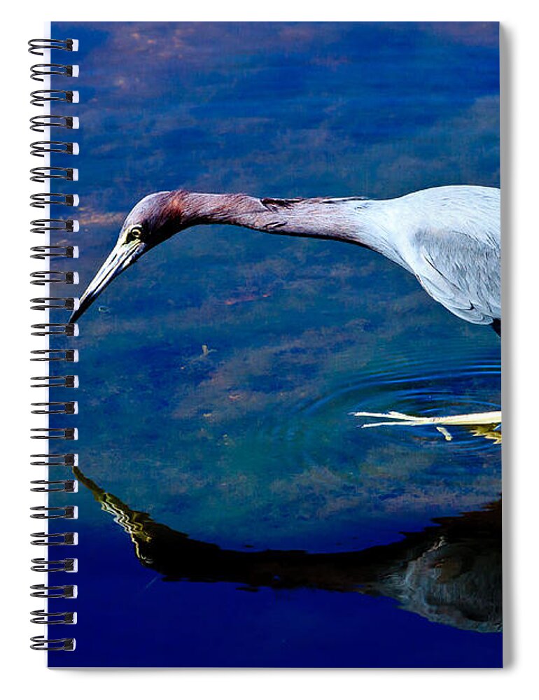 Animal Spiral Notebook featuring the photograph Little Blue Heron Fishing by Ben Graham
