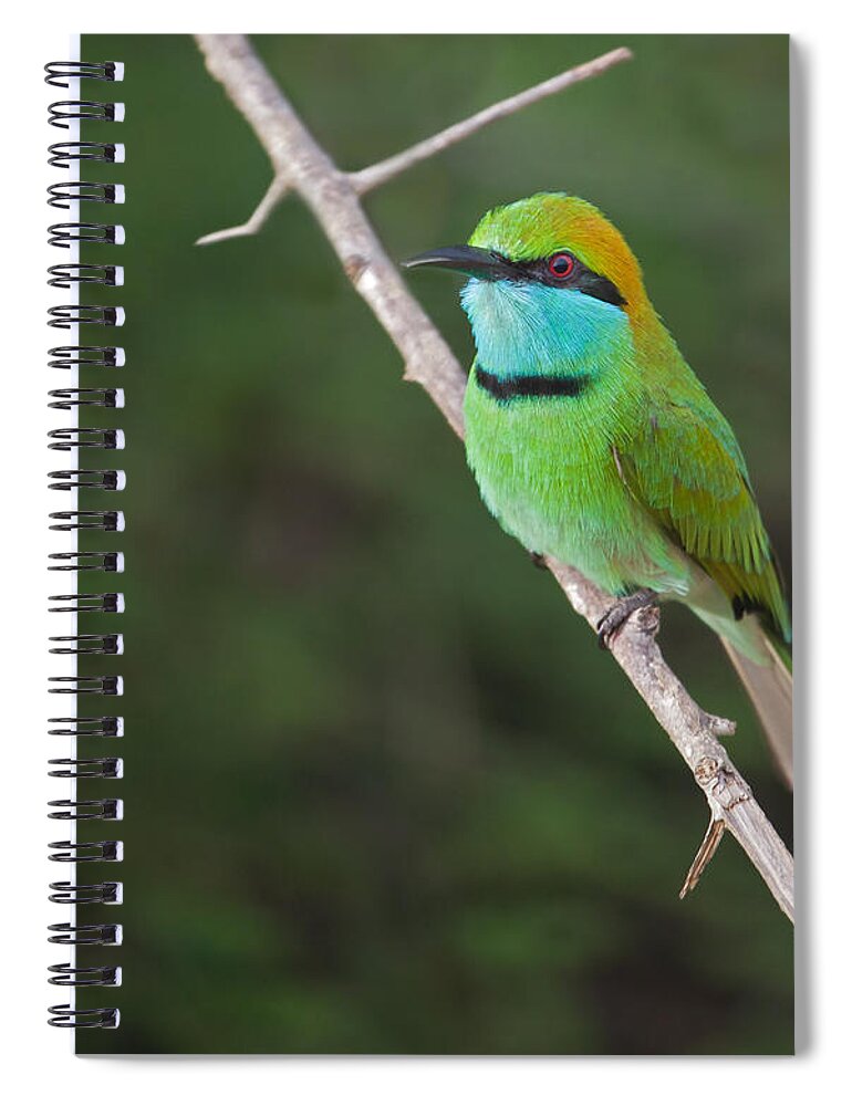 Little Green Bee-eater Spiral Notebook featuring the photograph Little Green Bee-eater Merops orientalis by Liz Leyden