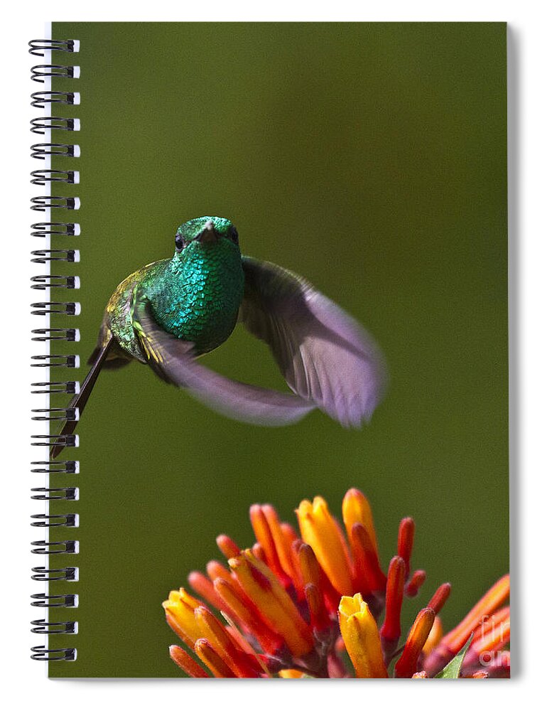 Bird Spiral Notebook featuring the photograph Little Hedgehopper by Heiko Koehrer-Wagner