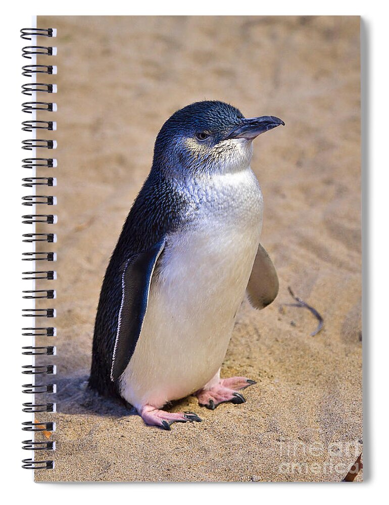 Nature Spiral Notebook featuring the photograph Little Penguin by Louise Heusinkveld