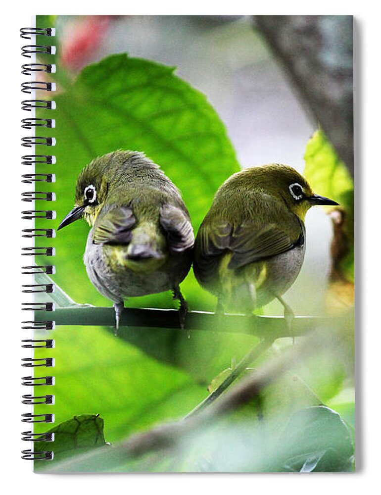 Birds Spiral Notebook featuring the photograph Little twins by Lily K