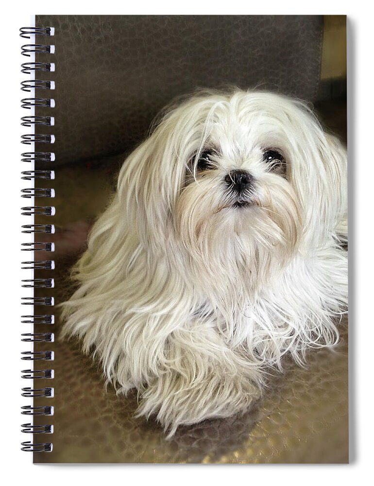 Pets Spiral Notebook featuring the photograph Little White Dog Waiting For You by Melinda Moore