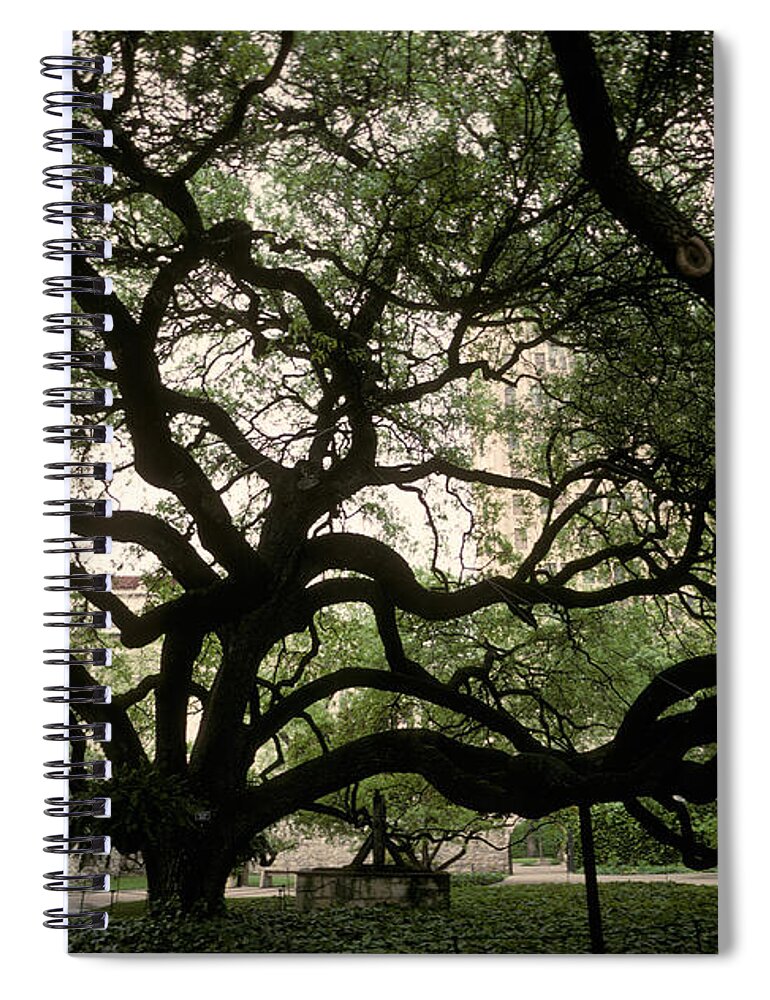 Plant Spiral Notebook featuring the photograph Live Oak At The Alamo, Texas by Ron Sanford