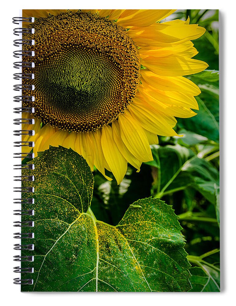 Sunflower Spiral Notebook featuring the photograph Living Sunshine by Rick Bartrand