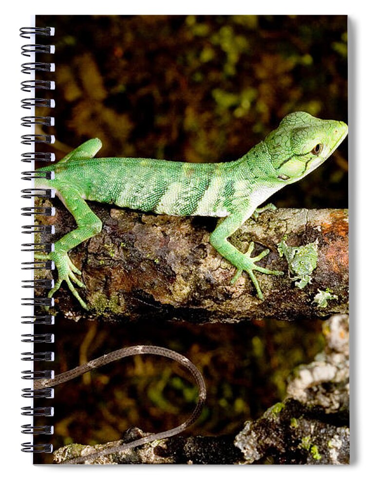 Animal Spiral Notebook featuring the photograph Lizard Polychrus Marmoratus by Gregory G. Dimijian