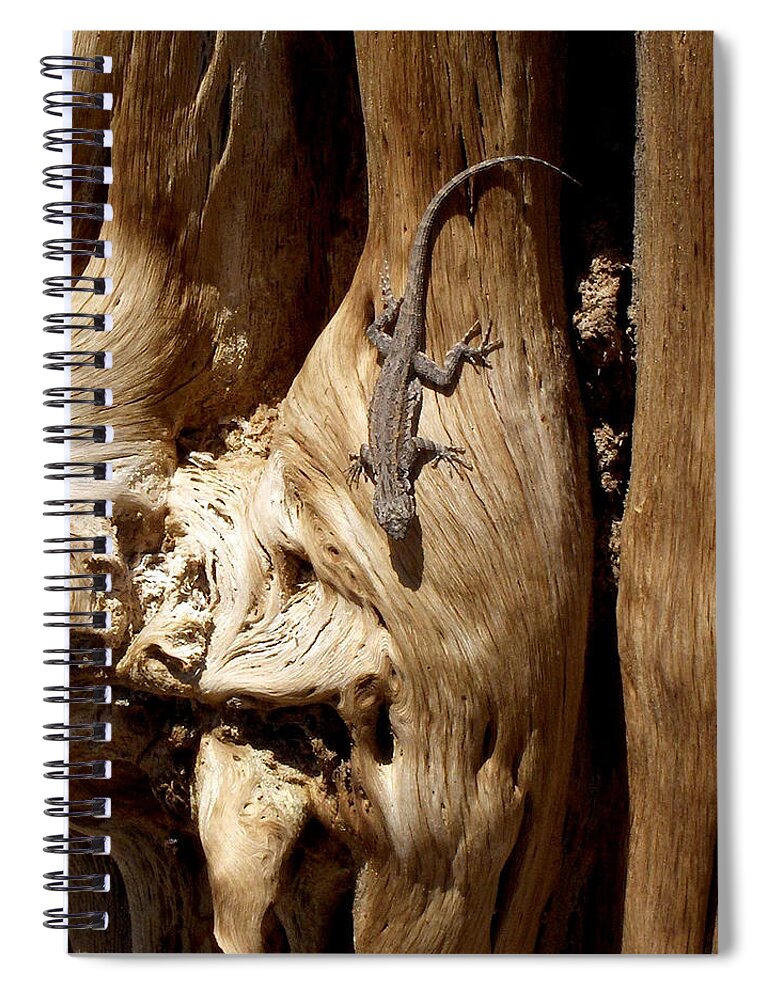 United States Spiral Notebook featuring the photograph Lizard by Richard Gehlbach