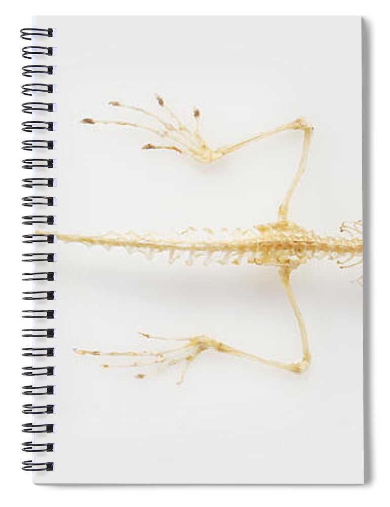 Anatomy Spiral Notebook featuring the photograph Lizard Skeleton by Geoff Dann / Dorling Kindersley