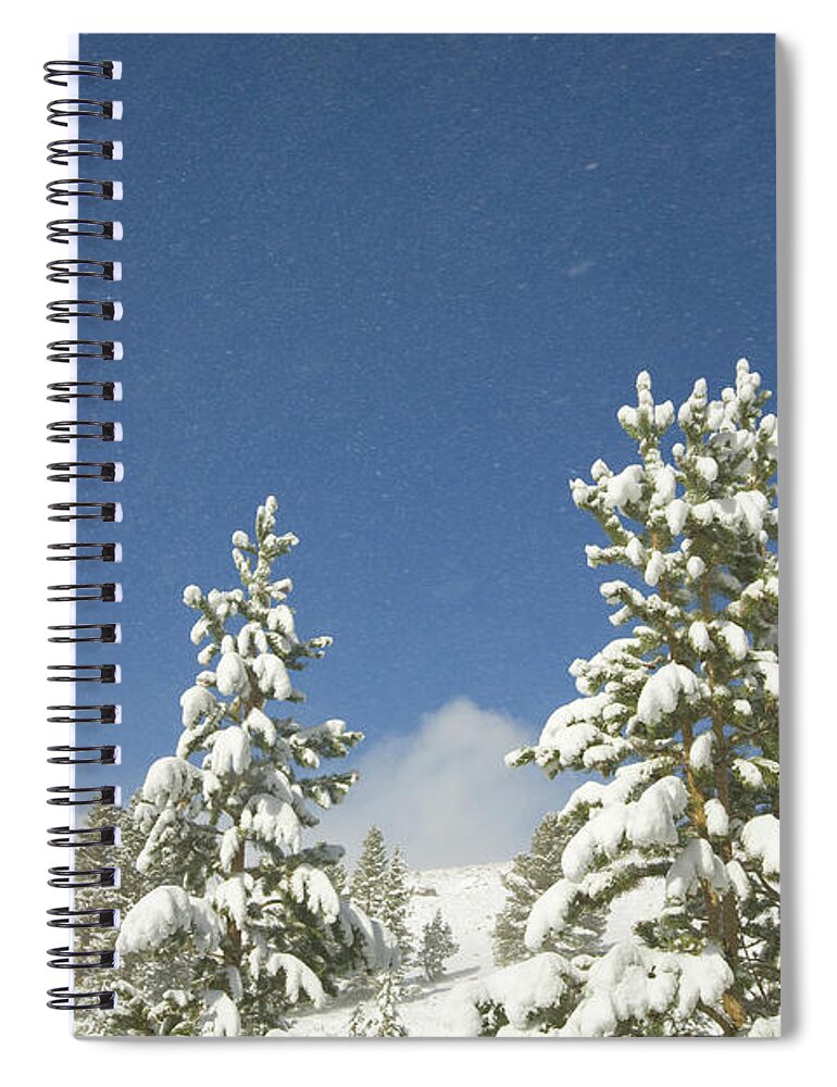 00431184 Spiral Notebook featuring the photograph Lodgepole Pines In The Wind by Yva Momatiuk John Eastcott
