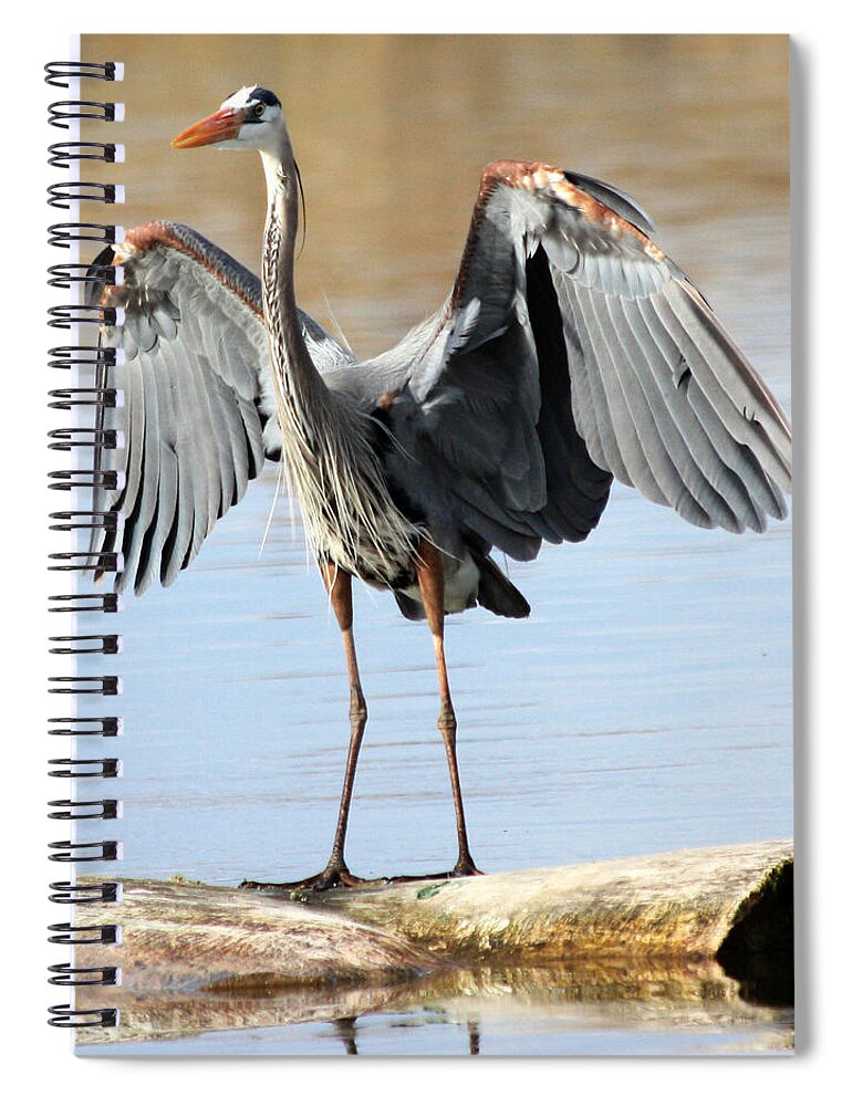 Great Blue Heron Spiral Notebook featuring the photograph Log Hog by Shane Bechler