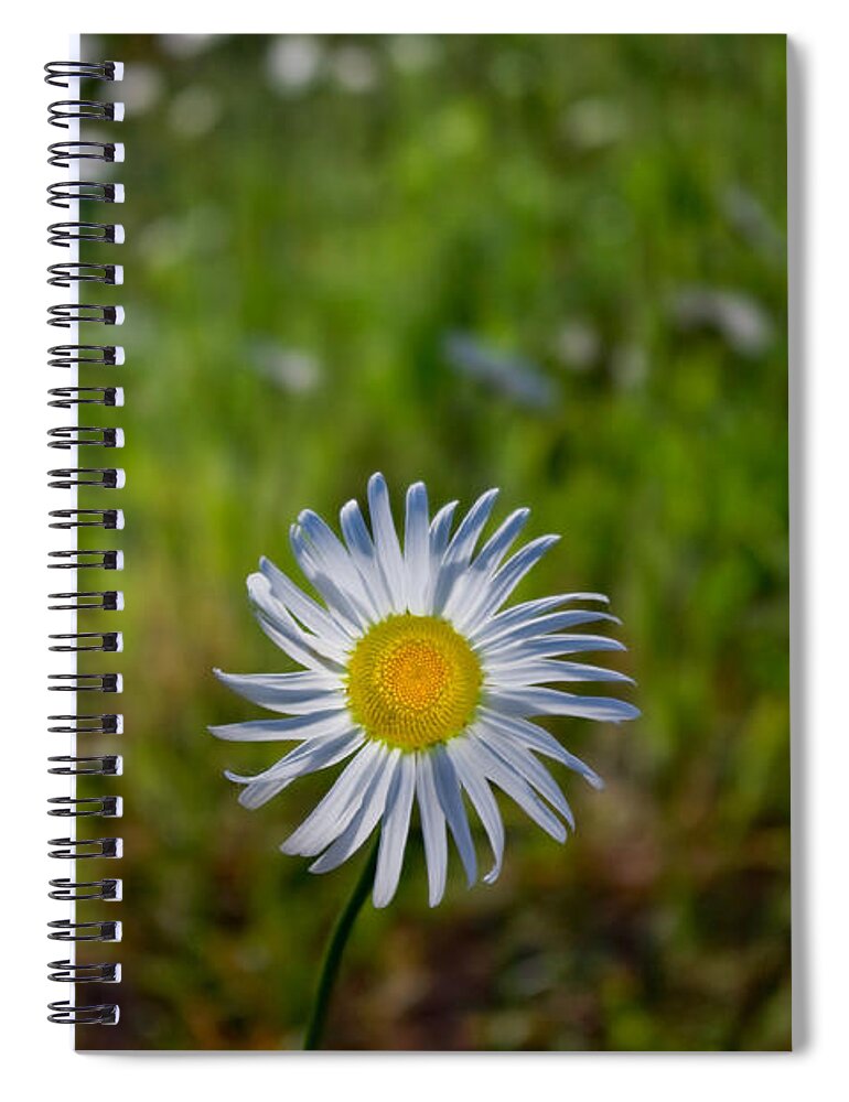 Adria Trail Spiral Notebook featuring the photograph Lone Daisy by Adria Trail