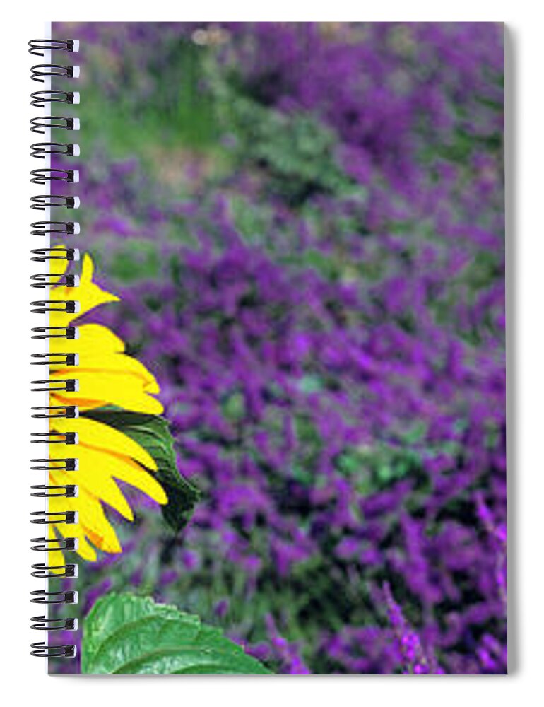 Panoramic Spiral Notebook featuring the photograph Lone Sunflower In Lavender Field France by Panoramic Images