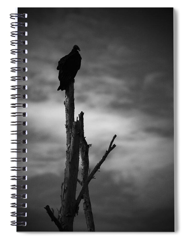Florida Spiral Notebook featuring the photograph Lone Vulture by Bradley R Youngberg