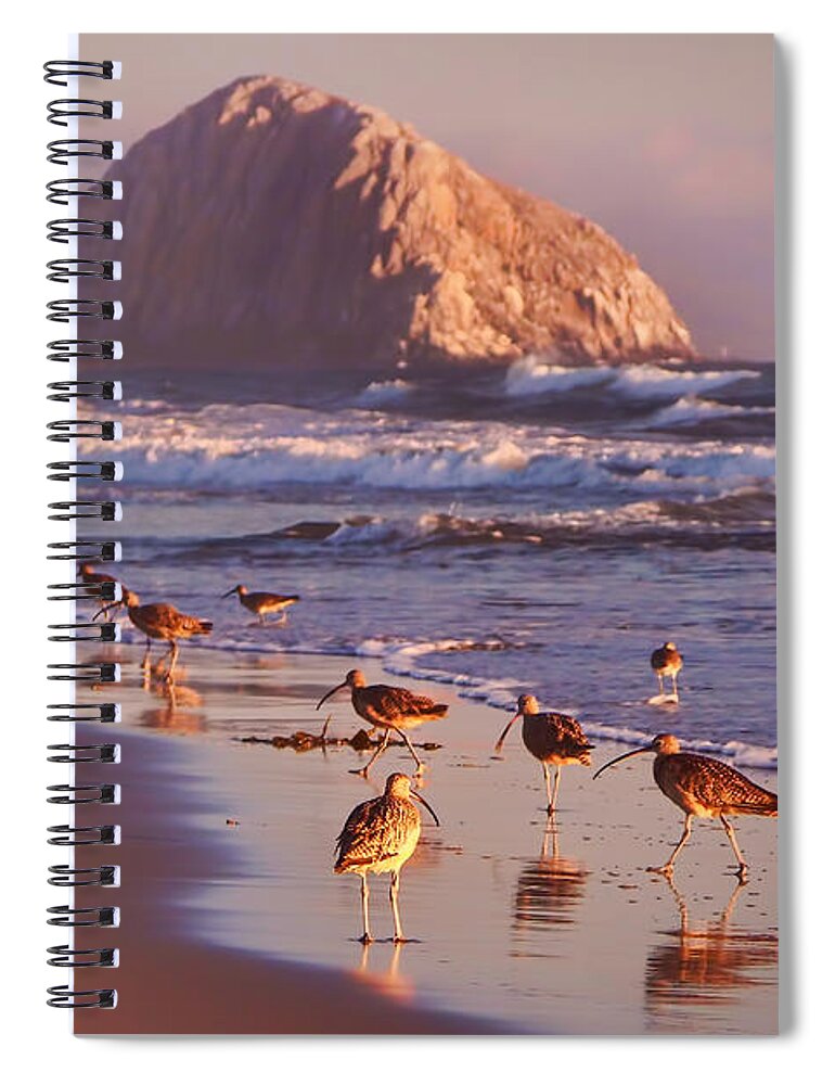 Beaches Spiral Notebook featuring the photograph Long Billed Curlew - Morro Rock by Nikolyn McDonald