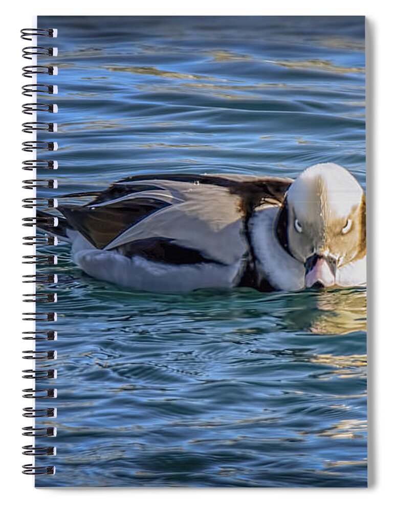 Long-tailed Duck Spiral Notebook featuring the photograph Long-tailed Duck Cold Stare by LeeAnn McLaneGoetz McLaneGoetzStudioLLCcom