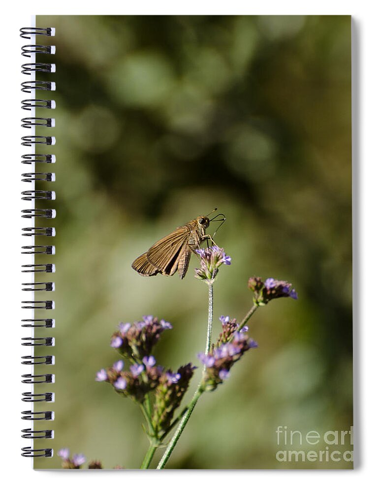 Insect Spiral Notebook featuring the photograph Long-winged Skipper Butterfly by Donna Brown