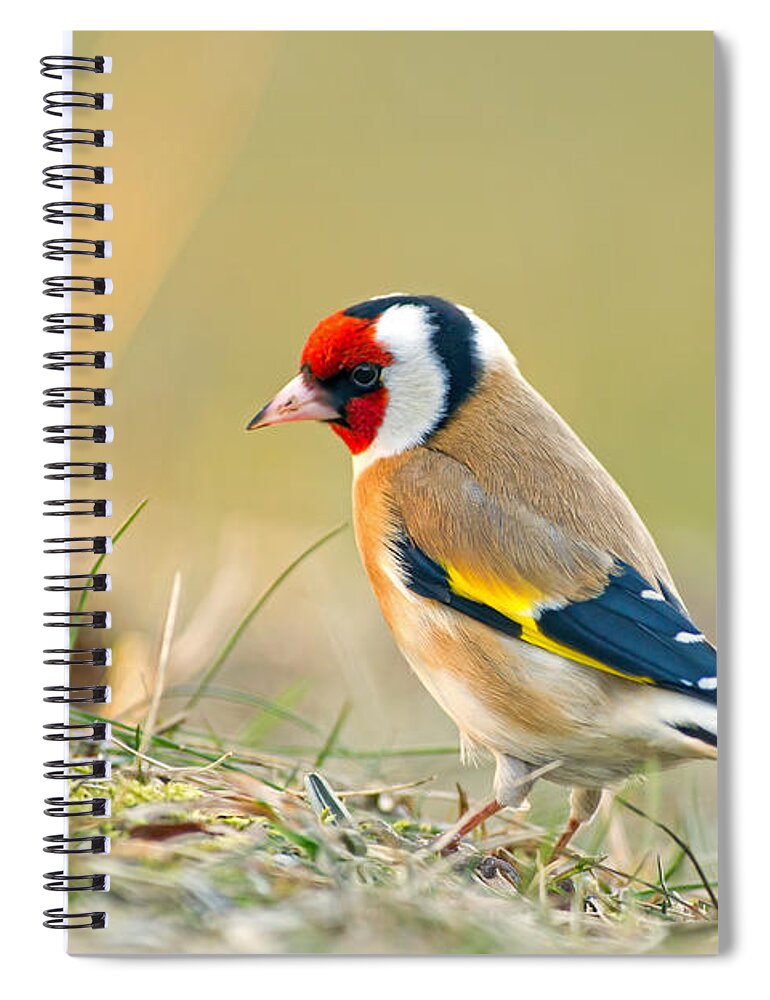 Goldfinch Looking Around Spiral Notebook featuring the photograph Looking around by Torbjorn Swenelius