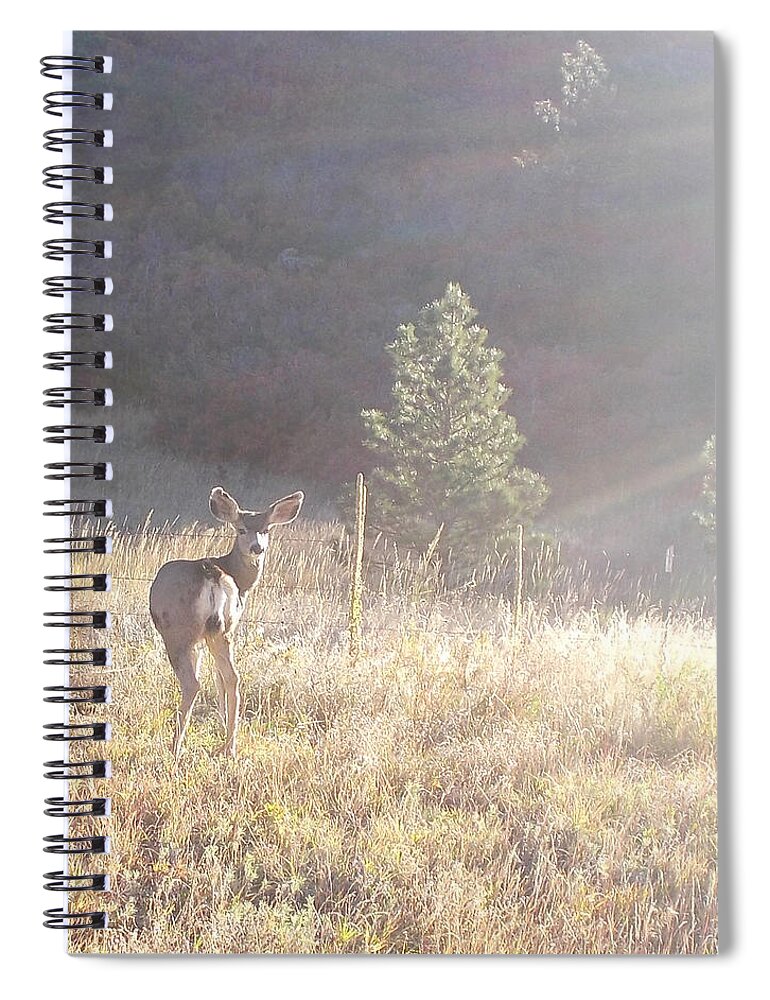 Deer Spiral Notebook featuring the photograph Looking at You by Shere Crossman