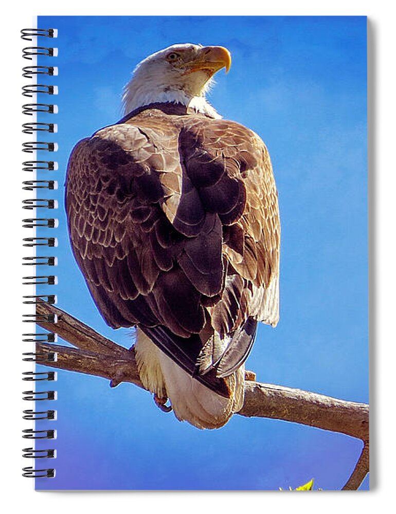 American Bald Eagle Spiral Notebook featuring the photograph Looking Right by Bob Hislop