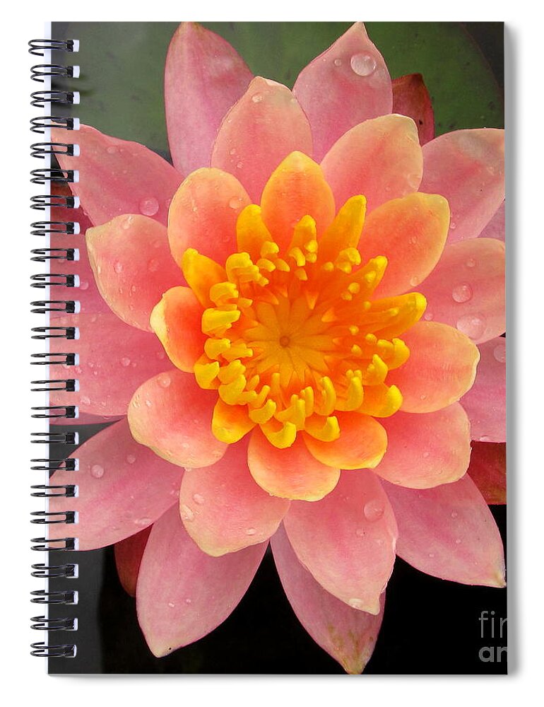 Pink Lotus Spiral Notebook featuring the photograph Lotus Bloom by Joshua Bales