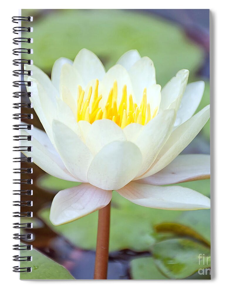 Lotus Spiral Notebook featuring the photograph Lotus flower 02 by Antony McAulay