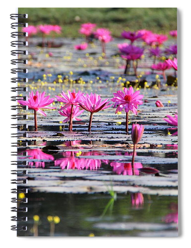 Aquatic Spiral Notebook featuring the photograph Lotus flowers by Amanda Mohler