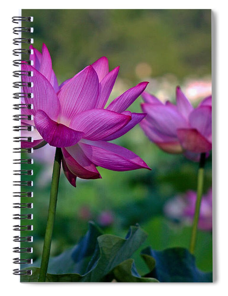 Kenilworth Spiral Notebook featuring the photograph Lotus Flowers by Jerry Gammon