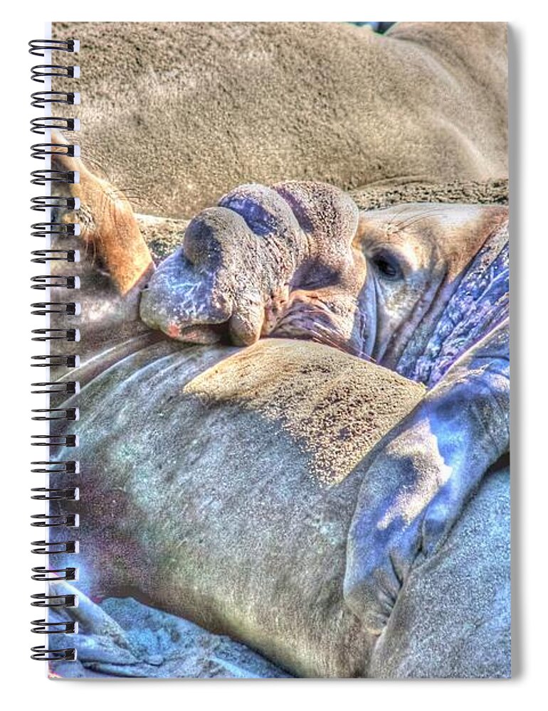 Elephant Seals Spiral Notebook featuring the photograph Love Hug - San Simeon California by Tap On Photo