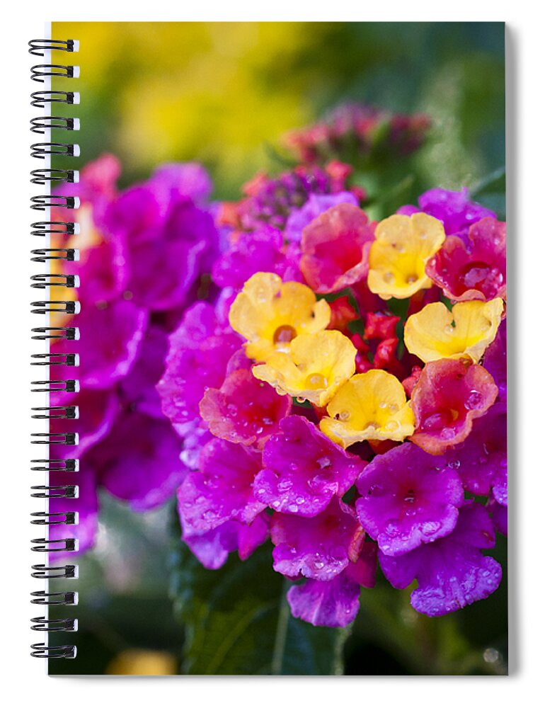Bokeh Spiral Notebook featuring the photograph Lovely Lantana by Christi Kraft