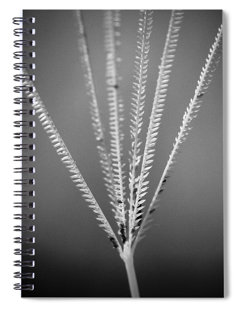 Florida Spiral Notebook featuring the photograph Loxahatchee Grass by Bradley R Youngberg