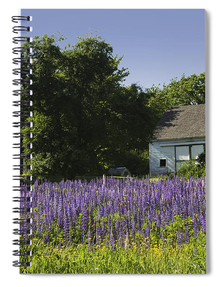 Lupine Flowers Spiral Notebook featuring the photograph Lupine Flowers Near Round Pond Maine by Keith Webber Jr