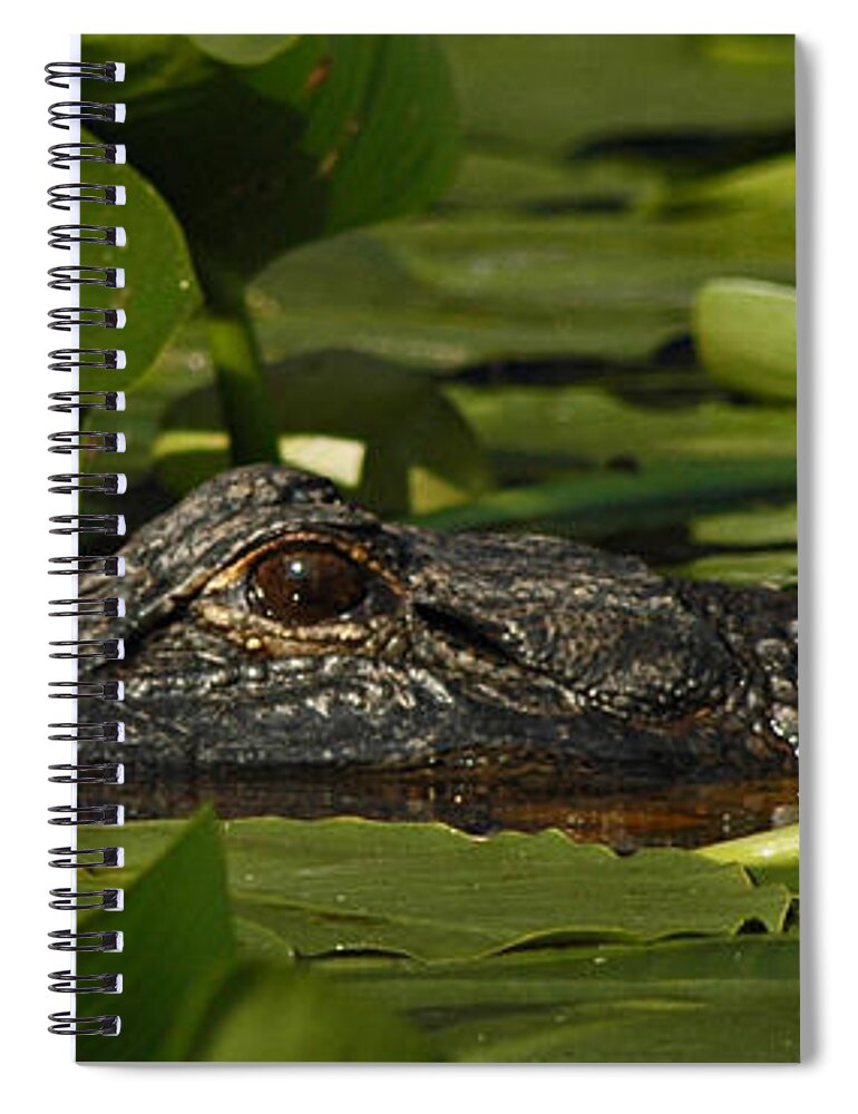 Alligator Spiral Notebook featuring the photograph Lying in Wait by Vivian Christopher