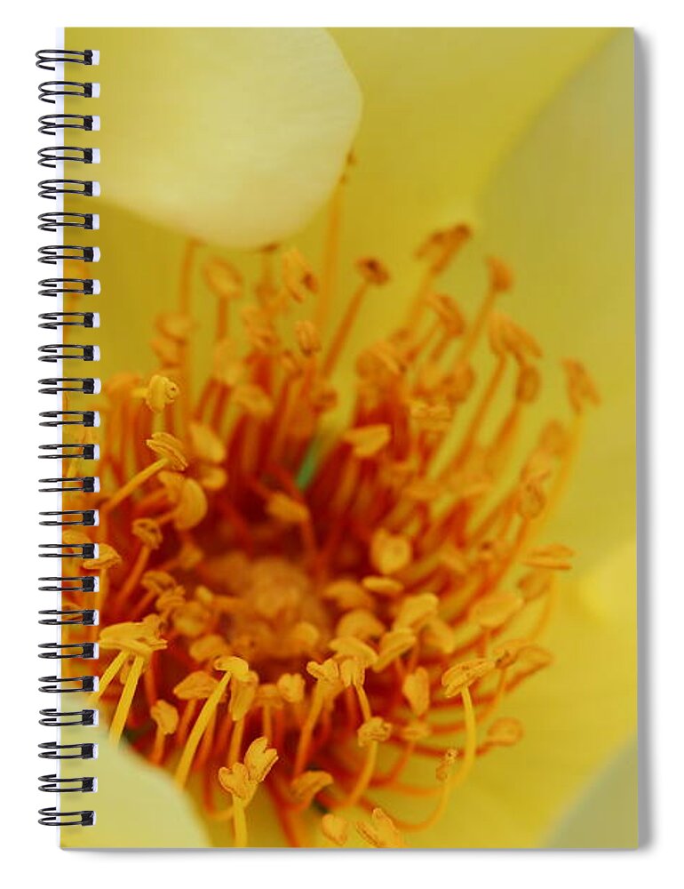 Love Spiral Notebook featuring the photograph Macro of yellow rose by Amanda Mohler