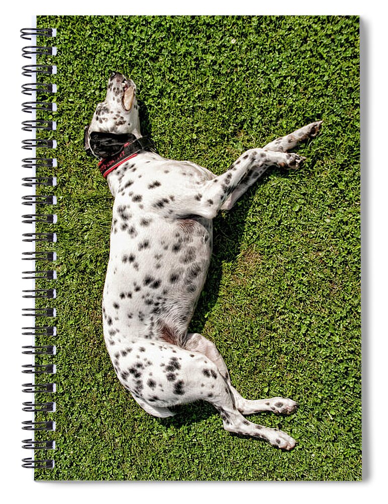 Pets Spiral Notebook featuring the photograph Maggie, The Croatian Dalmatian by Filbyfilms