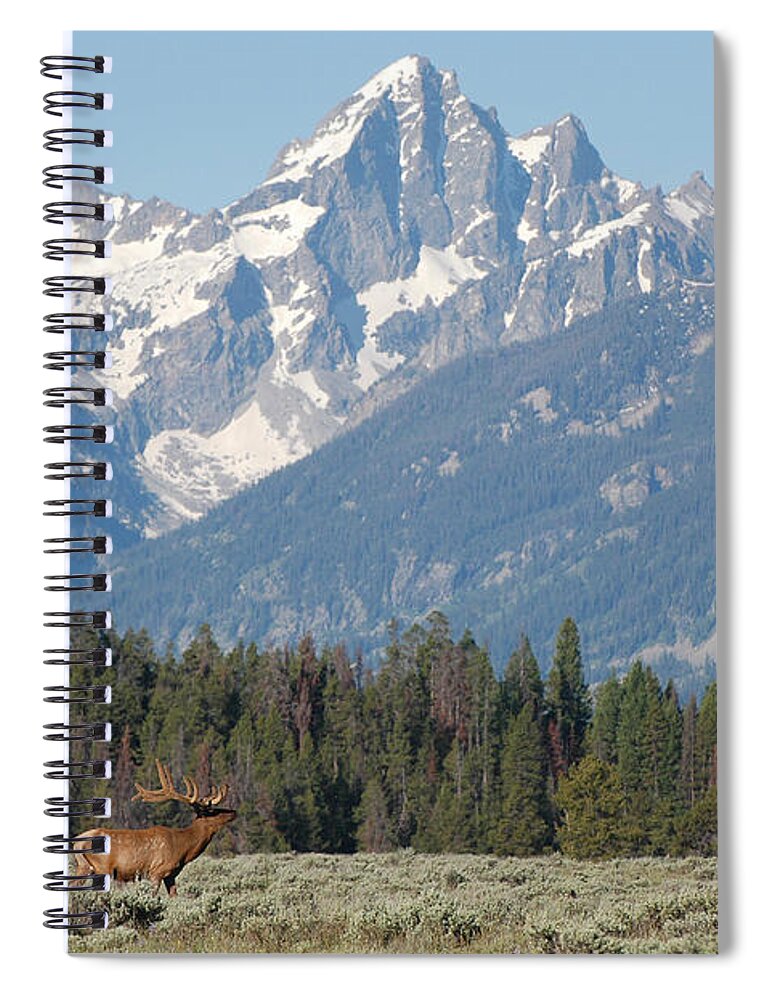 Elk Spiral Notebook featuring the photograph Magnificent Elk by Joan Wallner