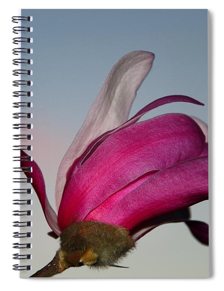 Beautiful Spiral Notebook featuring the photograph Magnolia Blossom in the Sunset by Amanda Mohler