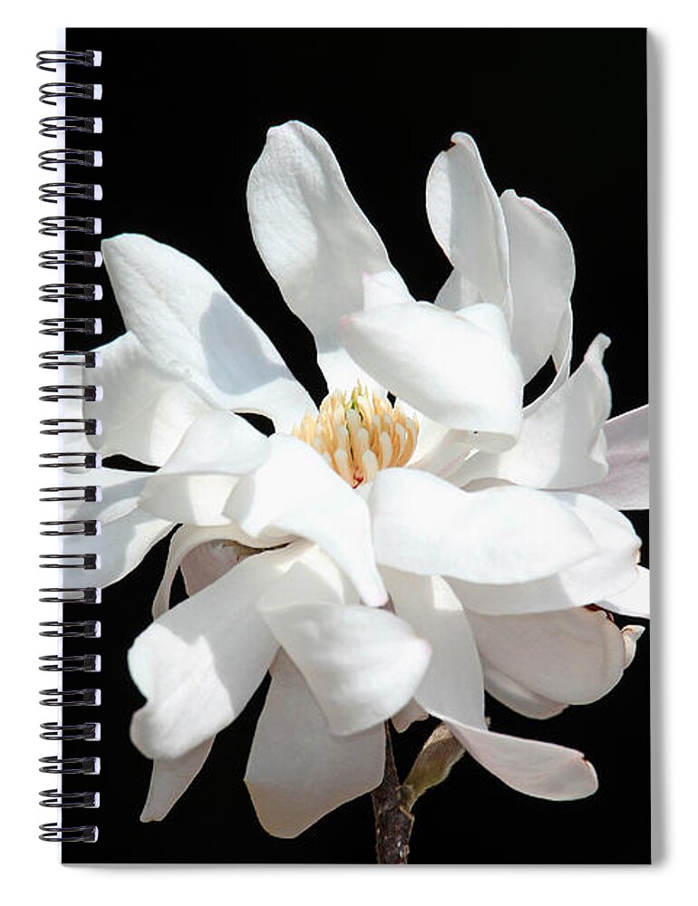 Flower Spiral Notebook featuring the photograph Magnolia Blossom by Trina Ansel
