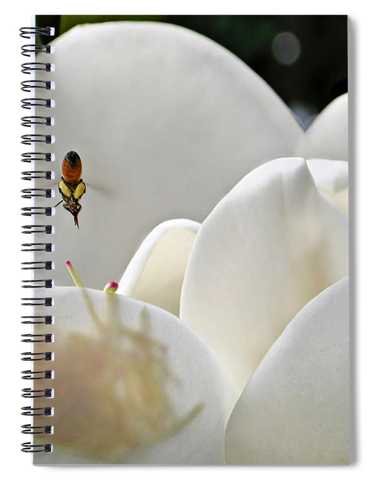 Magnolia Spiral Notebook featuring the photograph Magnolia Bound Bee by Jennie Breeze