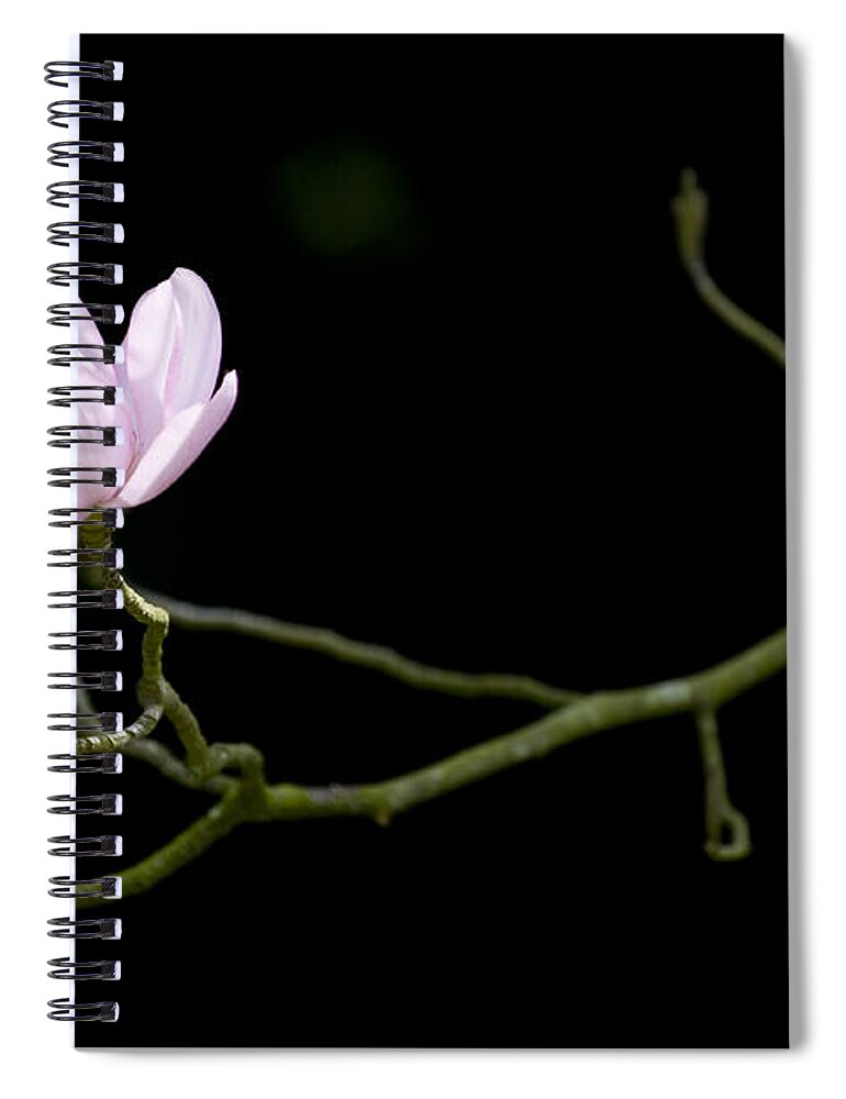 Magnolia Campbellii Darjeeling Spiral Notebook featuring the photograph Magnolia Campbellii Darjeeling Flower by Tim Gainey